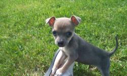 A beautiful toy chihuahua puppy available..She is a gorgeous blue sable color ...Her birth date is March 30,2013..She should weigh around 5 to 6 pounds fully grown both parents are here for you to meet as well..This cute little girl is very sweet and