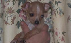 This little man is a toy chihuahua ..He was born December 16,2012..He has 1st shots,been dewormed 3 times now twice by me and once by vet he has also had vet exam..I have both parents here as well..He should weigh around 4 to 5 pounds fully grown..We have