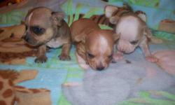 I have two male and one female toy chihuahua puppies available..Dad is 5 pounds and mom is 4 pounds and they are both here for you to see...Our puppies average in weight between 3 to 5 pounds fully grown..Our puppies will have 1st shots,be dewormed,and