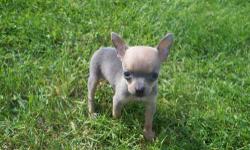 I have a beautiful blue sable female toy chihuahua that should weigh around 4 to 5 pounds fully grown ..She is beautiful in color and has tiny features ..She was born March 30,2013 so is 7 weeks old today and will be ready to go at 8 weeks old ( next