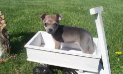 This puppy is a blue sable toy chihuahua,her coloring is pretty and isn't as common as most..She should weigh around 5 to 6 pounds fully grown..She also has her 1st shots and has been dewormed twice now..Her birth date is March 30, 2013..Working on paper