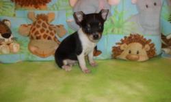I have 2 male and 1 female toy chihuahua Puppies available..They will have 1st shots and be dewormed..Puppies are working on paper training..Both parents are here for you to meet and are very friendly however mom is leery for the first few mins but warms