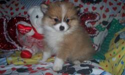 I have two female and one male toy pomeranian puppies available ..They all have 1st shots and have been dewormed...They should weigh around 5 to 6 pounds fully grown ..There working on paper training but obviously need more time as they are just