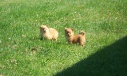 Toy pom puppies available..They were born March 26,2013..They are real small right now and so cute..They should weigh around 5 to 6 pounds when fully grown..They have 1st shots and been dewormed ..They love attention and are very lovable and sweet..Will