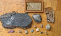 FOSSILS and ANCIENT ITEMS: Individually or take all for $55 get additional piece
.....FOSSIL FERN from Pennsylvanian Period. 200 million years old preserved in bed of slate. Measures 10 3/4" wide and 6" long set into simple wire hanger for display $20.