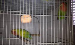 I'm Selling Four Babies Green Peach Face Love Birds. they are very friendly birds.
about 3 months old. Healthy,give you the pair for $80.or BO
Thanks