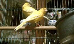 Four Banded Adult Canaries, born in 2011.
Two Yellow American Singers -- Male & Female, only $80
Two Orange Russian/German Cross -- Male & Female, only $80
Buy all four together for $150 or best offer. No reasonable offer will be refused!
Call