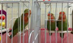 I have four peach faced Love Bird with green body. The birds are around six to seven months old. Gender is unknown. Asking price $30 each. No shipping. Cage not included. If you are interested, please email me.