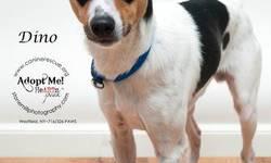 Fox Terrier - Dino - Small - Adult - Male - Dog
Dino-Hey there, I am a 1 Â½ year old Fox Terrier in need of a new home.
My family had some changes going on and wanted me to have a home
where I would get more attention than they could give me at this time.