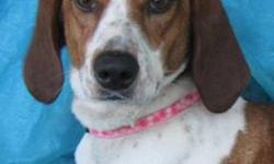 Foxhound - Flora Rose - Medium - Young - Female - Dog
I Do LOVE My New Name!
Flora Rose was born about December 3, 2010 and will probably top out about 45 lbs. She came to us very much underweight after she was picked up by dog control running around the