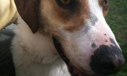 Foxhound - Zeva - Large - Adult - Female - Dog
Zeva has the most gorgeous golden eyes- come meet her and see for yourself! Zeva is an extremely sweet dog, mild-mannered, gentle on the leash, and is a well-behaved girl. While a little shy at first, she