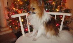 I have a eight month female Pomeranian puppy named foxy, she has long gorgeous hair. She comes with shots and dewormed. Very good with children. She is Crate trained and potty trained outside. She needs a good home for Christmas...very loving. She weights