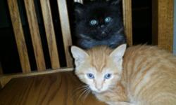 **IF you can't provide me with a vet reference and a carrier to take them home in for pick up YOU are wasting your time (we do this for their safety) ** 8 week old male orange tabby and female fluffy brownish black kittens. Brother and sister prefer to
