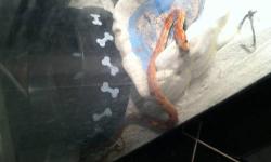 I have a corn snake that is still young.We have had it about 3 years.Its pretty but its my sons and he won't take care of it.I get stuck caring for it and I HATE snakes!!I just need to find a home that will take care of him.Please contact me by phone or