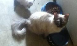 We have five free kittens looking for a forever home their ready to go they just turned 8 weeks the 7-10-13 we have a white with orange ears and tale ,we have a white with grey ears and tail and white booted feet,we allso have one thats off white with tan