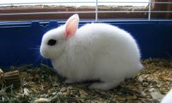 Wonderful, sweet male Dwarf Hotot bunny available to a new home. Could even be a youth's show rabbit (showable and tattooed). He is 8 months old.