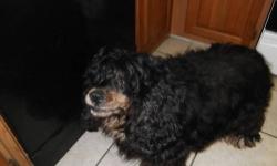 FREE PUREBRED COCKER SPANIEL DOG. HE IS 5 YEARS OLD. HE IS NOT FIXED but is good with kids. Pick up in Sidney