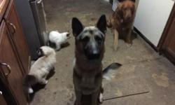 Chevy is a good 1 1/2 yr old German Shepard. Male. He needs a loving home willing to give him one on one attention and train him. He is house broke and very smart
This ad was posted with the eBay Classifieds mobile app.