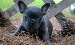 Simply the most stunning and healthy French Bulldog puppies for sale on Long Island New York.....We have boy and girl puppies in a variety of colors ready to go to their forever homes.....The puppies coats are lush and thick with perfect ropes around