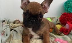 Beautiful imported FCI / AKC transferable French Bulldogs female/male puppies well-rounded well socialized already using the potty pad. Listed price is for Full AKC Registration
available to breeders and show homes. Puppies will be current on
vaccines