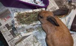 French - Lop - Clover - Small - Baby - Female - Rabbit
I'm Clover. I was born here at the shelter to our big Mom, Marta. I went home into foster care to get big enough to be spayed and a home of my own. Now my sister and I are both looking for a home of