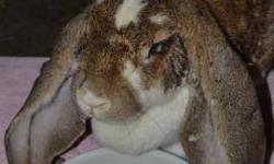 French - Lop - Reba - Extra Large - Adult - Female - Rabbit
I'm called Reba. Me and my girlfriends were dumped at a local park. A nice lady found us and knew we didn't belong loose so she tried to find homes for us. She found homes for all the smaller
