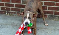 Luke is located at Brooklyn Animal Care and Control. I am not affiliated with them. For more info about Luke or to see his current status, copy - paste this link: