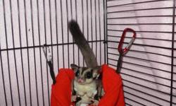 A BREEDING BONDED PAIR OF SUGAR GLIDERS WITH 2 BABIES IN THE POUCH . THEY HAVE HAD BABIES EVERY 3 MONTHS (BABIES HAVE SOLD FOR $150 TO $200 EA ).SO THERE IS POTENTIAL TO MAKE BACK THE MONEY PRETTY QUICK . PLUS A BEAUTIFUL NEW CAGE POWDERED COATED LIKE