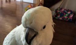 I have a beautiful umbrella cockatoo. He has been DNA tested male. His name is Apollo . He talks, sings, laughs, barks like a dog and says I'm a good boy and also his name. Probably more then that. Apollo loves to be held. He loves to be upside and