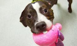 A volunteer writes: Oh, hi there! My name is Royale (like royal but even fancier!) and maybe you didn't notice because you were so blinded by my handsome face, but I have a toy in my mouth. It's a plush toy (my favorite kind) and it's shaped like an