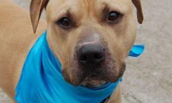 Poor Randy, surrendered because his caregivers are moving out of country & can not take Randy with tehm. Randy is a male, 4yr old brown, American Pit bull terrier. Randy was given to his owner as a gift 4 yrs ago. Social Life & Personality: Owner stated
