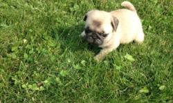 Friendly Pug puppies for sale. We have males and females available. They are 11 weeks old, vet checked and KC registered. puppies are well socialized with kids and other pets. For more info and pics text us at 720 x 551 x 6085
