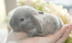 We have more purebred Frosted Sable Point Holland Lop Babies born! When grown, they will be just 2-4lbs. perfect for indoor pets. Litter trainable. Show quality. Very sweet bunnies, visit www.cloverleafcornersrabbitry.com for more info. Thanks, Kelly