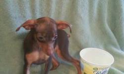 Full AKC Registered female Mini Pinscher puppy, shots and deworming current, socialized, chocolate and tan. Ready for a new home . She is going to stay very very small Only $400.