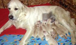 Family raised full AKC puppies available. Born May 6th and will be ready for their forever homes July 1st! Shelby delivered a beautiful litter of 4 boys and 4 girls. Mother is an English Cream Golden Retriever and father is a Standard American Golden