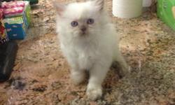 I have a full breed persian kitten available. She if 8 weeks old, and ready for a new home. I am willing to negotiate the price a little. if interested contact me at 917-297-2469.
