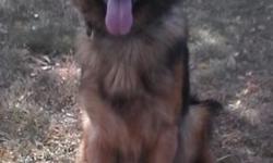 I currently have fully trained and titled (Schutzund, IPO) champion bloodline pedigree adult German Shepherds. They have great temperaments and drives. These dogs are trained in protection, obedience and tracking. They will be perfect for home or business