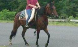 Offering partial/full trade or sale of a 6 year old Tennessee Walker/Paso Fino 14.2 hh riding mare and a Meadowbrook style driving cart for a solid built 2 horse trailer.
Bindi is gaited & has a nice long strided Tennessee Walker walk to keep up with