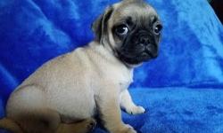 Gal-gallant Akc Reg Pug Pups Avail Here.Fawns and Black..M/F...We have been blessed with a litter of 5 Pug puppies from our female pup and now its just left 4 of them available , 2 boys and 2 girls , they have have been Vaccinated,Vet Checked,De-wormed