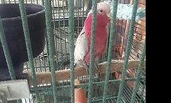pair of beautiful galah's. going to be 5 years old, both dna sexed, and ready to breed, both banded. very nice looking pair. i hate to see them go but i have to sell them. talk some and are semi tame. full feather,email for photos. please only serious