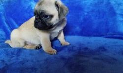 Gene-generous Akc Reg Pug Pups Avail Here.Fawns and Black..M/F...We have been blessed with a litter of 5 Pug puppies from our female pup and now its just left 4 of them available , 2 boys and 2 girls , they have have been Vaccinated,Vet Checked,De-wormed