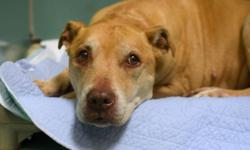 Meet Kimi. This 10 yr old staffordshire terrier was found stray. Unfortunately there is not a lot of information about her, but she appears friendly and gentle. Help her find a nice soft place to spend her golden years
Kimi is located at the Brooklyn