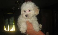 georgeous maltipoo first generation adorables... they are ready now
vet visted with health papers & first set puppy shots, weekly dewormed & strictly house raised right.
mother is the poodle father was the maltese they are absolutly Non shedidng & hypo