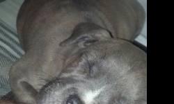I have a beautiful blue Pit Bull Pup, He is 4 months old. He is a great puppy, very loving with kind temperament. I want to find a nice home for him. Please call 443.370.8196 (The first two pics were taken at 2 months, the last was recent) $140