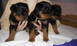 **** FOR MORE INFORMATION AND PRICING PLEASE READ THE ENTIRE POST , then contact us*** We currently have Puppies from German ADRK Import parents born in April 2014. Puppies will be ready to leave for their new pre-approved and qualified homes by mid June