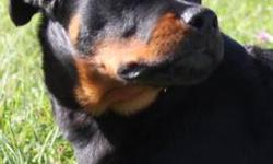 5 Month old Male Rottweiler - Crate trained, Housebroken, great with people/kids/cats etc. UTD on all vaccines except rabies, Microchipped and de-wormed!
