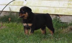 Purebred German Rottweiler Puppies for sale. come with up to date vaccinations, dewormed, .