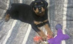 Hi, I'm Rick. I'm a purebred German Rottweiler male puppy.I'm looking for a new home. I was born on November 21 2013, so I'm 9 weeks old now. My mother and father are working dogs, so I come from a good bloodline. My father is: 117 Lbs. My mother is: 97