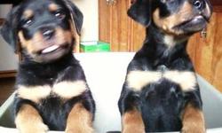 rottweiler pups akc 4 months old male and female top german working lines big heads large boned shots dewormed excellent temperment crate trained $800 neg 516-864-5649