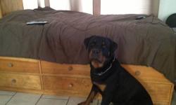 rottweiler pups akc 4 months m/f top german working lines big heads large boned shots and dewormed crate trained 516-864-5649